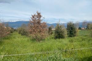Terreno tartufaia