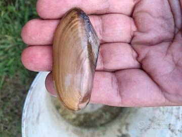 Anodonta cygnea cozza acqua dolce