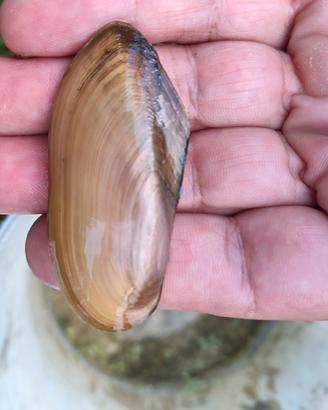 Anodonta cygnea cozza acqua dolce