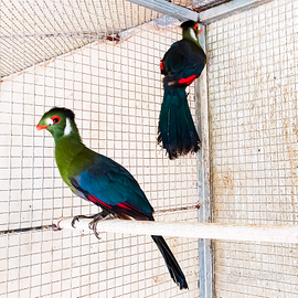 Coppia turaco leucotis