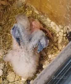 Inseparabile da allevare a mano