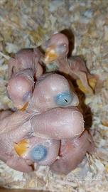 Pulli parrocchetto dal collare