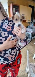 Jack russell zampa corta