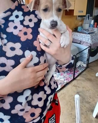 Jack russell zampa corta