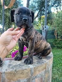 Cane corso
