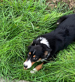 Cuccioli di border collie