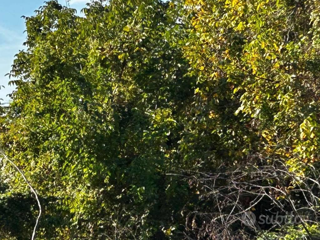 Terreno di 878 m² a Marcianise - Altro