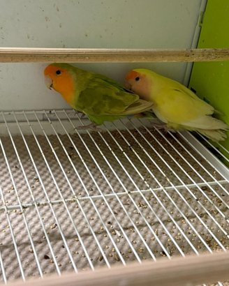 Inseparabili NT