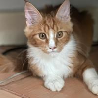 Cucciola di Maine Coon