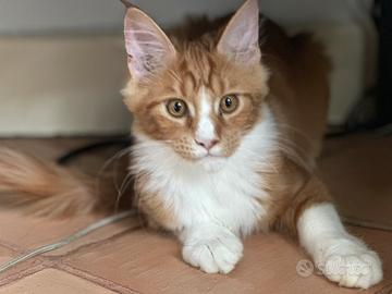Cucciola di Maine Coon
