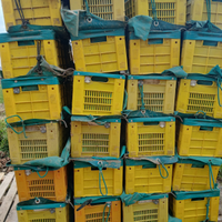 Cassette frutta frubox