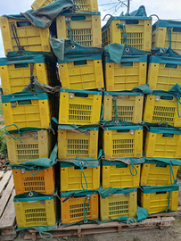 Cassette frutta frubox