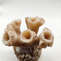 Scheletro di corallo