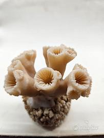 Scheletro di corallo