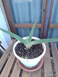 pianta  aloe vera 