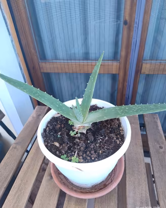 pianta  aloe vera 