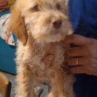 Cuccioli di Lagotto romagnolo