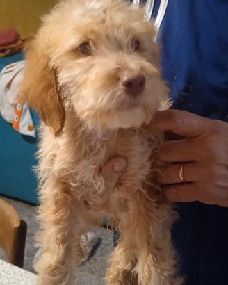 Cuccioli di Lagotto romagnolo