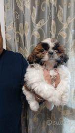 Cuccioli di shih Tzu