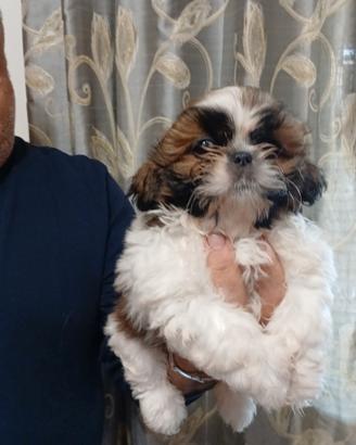Cuccioli di shih Tzu
