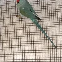 Parrocchetti dal collare