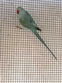 Parrocchetti dal collare