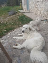 Cuccioli maremmano