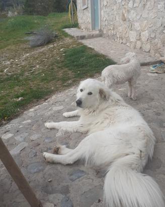 Cuccioli maremmano