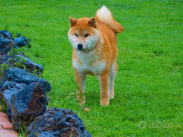 Stupendo cucciolone di Shiba
