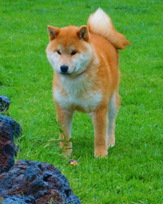 Stupendo cucciolone di Shiba