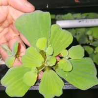 Pianta galleggiante Pistia Stratiotes