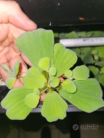 Pianta galleggiante Pistia Stratiotes