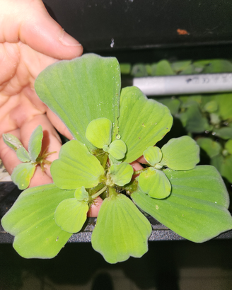 Pianta galleggiante Pistia Stratiotes
