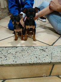 Pincher Toys maschio