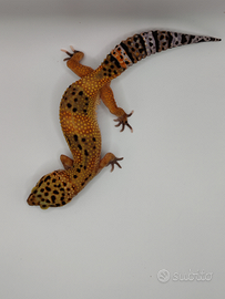 Geco leopardino