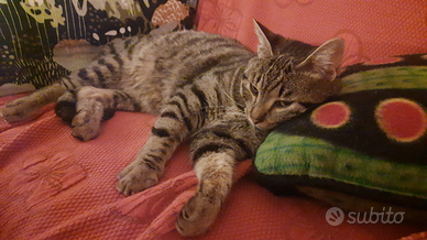 Magnifico gattino tigrato Lancillotto