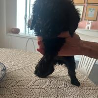 Cane Barboncino