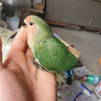 Inseparabili NT allevati a mano