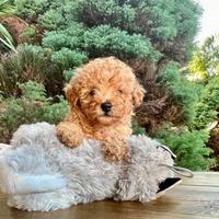 Cucciolata barboncini mini toy M e F