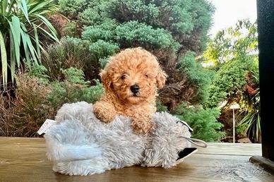 Cucciolata barboncini mini toy M e F