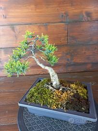 Bonsai di ginepro. Visita il profilo.
