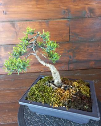 Bonsai di ginepro. Visita il profilo.