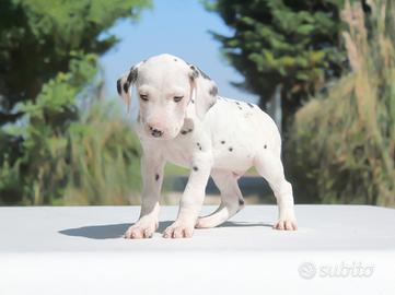 Cucciolo di Dalmata da ALLEVAMENTO