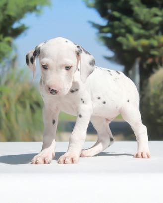 Cucciolo di Dalmata da ALLEVAMENTO