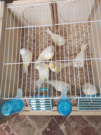 Canarini Mosaico giallo linea maschile e femminile