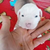 Staffordshare AMSTAF