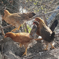 Galline ovaiole giovani di 5 mesi