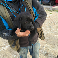 Cuccioli labrador griffone