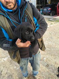 Cuccioli labrador griffone