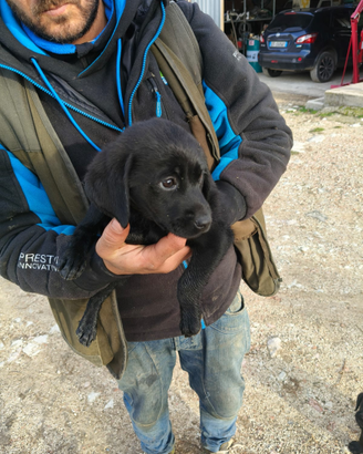 Cuccioli labrador griffone